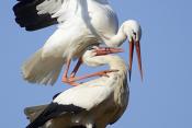 ooievaar (ciconia ciconioa) 3-2026 3117-